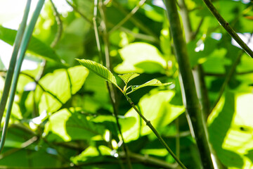 Mitragyna speciosa korth (kratom) grows in the south of Thailand.,Thailand,herb.