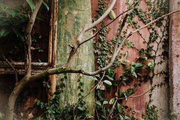 branches, leaves and vines growth on wall