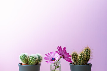 Zwei grüne Kakteen und rosa Blumen in einer Glas Vase vor einem pinken Hintergrund, Gegensätze