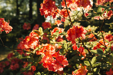 Closeup of beautiful red rhododendron flowers bloom bush in sunlight. Summer floral foliage composition