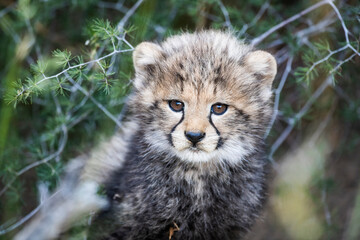 Endagered baby cheetah cub