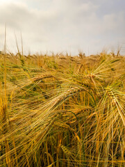 Gersten Feld im Sommer 