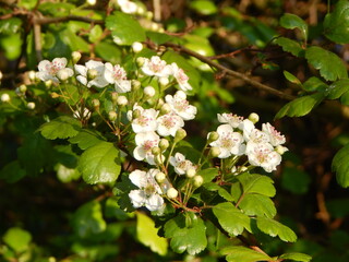 apple tree blossom