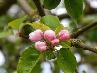 apple tree blossom