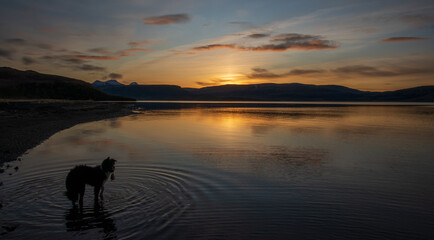 Chilly break of day. A young, alert dog watching with some seaweed.