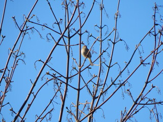 blue tit on branch