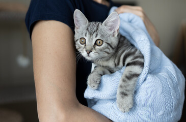 Young grey striped kitten on the hands of owner. Cat wrapped in blue knitted blanket. Close-up portrait of cat, indoor.