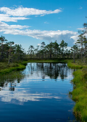 Obraz premium Scenic landscape with blue bog lakes surrounded by small pines and birches and green mosses on a summer day with blue skies and.white cumulus clouds, reflections in dark swamp water