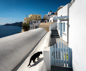 The cat enters the gate. Scene on the streets of the white city of Oia on the island of Santorini. Greece.