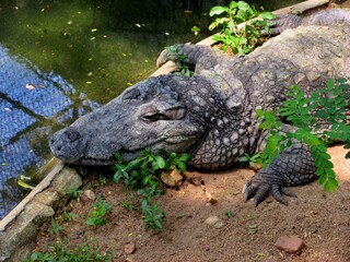 Huge Ancient Crocodile resting at the edge of a pond