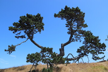 Arbre sur la colline Maungakiekie, parc Cornwall à Auckland, Nouvelle Zélande	