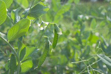 Green background with young garden peas.