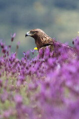 Golden Eagle adult female among purple flowers with the first morning lights