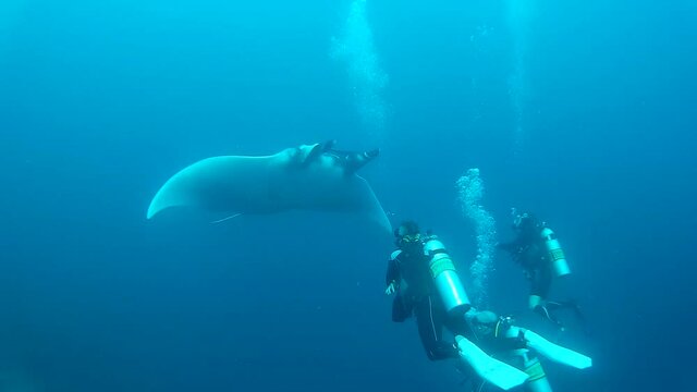 Oceanic manta ray and scuba divers