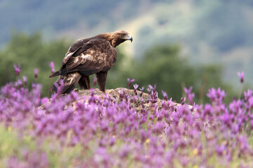 Golden Eagle adult male with the first light of dawn among purple flowers