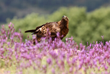 Golden Eagle adult female among purple flowers with the first morning lights