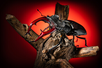 Beetle deer close-up. Large horned beetle on a branch. Black background. Contrast.