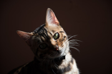 Portrait of a Bengal cat on a dark background. Side sunlight. The cat looks at the camera.