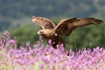 Golden Eagle adult male with the first light of dawn among purple flowers