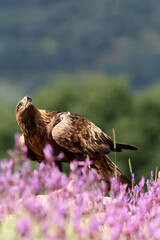 Golden Eagle adult male with the first light of dawn among purple flowers