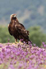 Golden Eagle adult female among purple flowers with the first morning lights