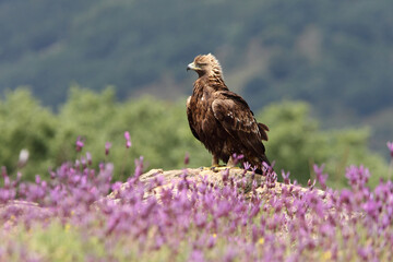Golden Eagle adult male with the first light of dawn among purple flowers