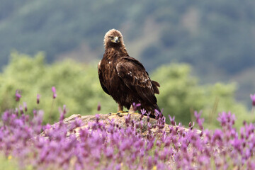 Golden Eagle adult male with the first light of dawn among purple flowers