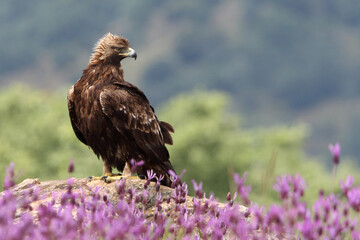 Golden Eagle adult female among purple flowers with the first morning lights