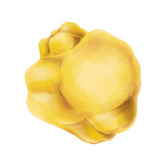 yellow quince fruit isolated