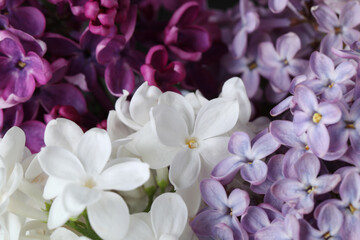 Fototapeta na wymiar Different beautiful lilac flowers as background, closeup