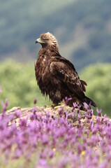 Golden Eagle female with the first light of day