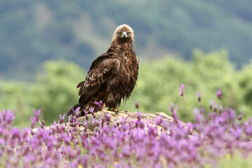 Golden Eagle adult male with the first light of dawn among purple flowers