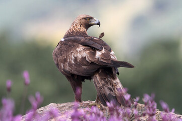 Golden Eagle adult male with the first light of dawn among purple flowers
