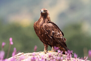 Golden Eagle female with the first light of day