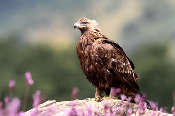 Golden Eagle adult male with the first light of dawn among purple flowers