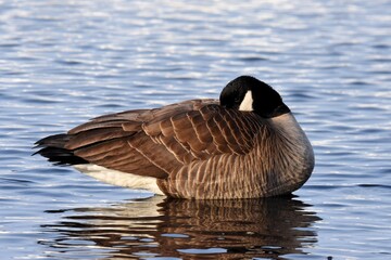 A Canada Goose sleeps during the Alaskan springtime.