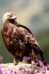 Adult female of Golden eagle among purple flowers with the first light of day