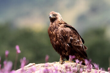Golden Eagle adult male with the first light of dawn among purple flowers