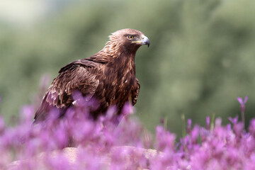 Adult female of Golden eagle among purple flowers with the first light of day