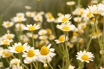 Fototapeta premium Beautiful chamomile flowers growing in field, closeup