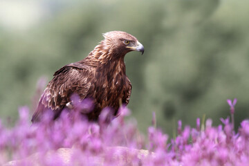 Golden Eagle female with the first light of day