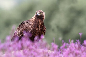 Golden Eagle female with the first light of day