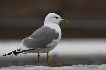 A Mew Gull sits on the shore of the Alaskan coastline in early spring. 