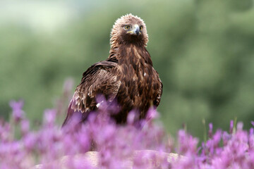Adult female of Golden eagle among purple flowers with the first light of day