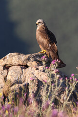 Black kite with the last lights of day