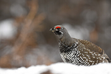 A Spruce Grouse wanders through the Alaskan forest.