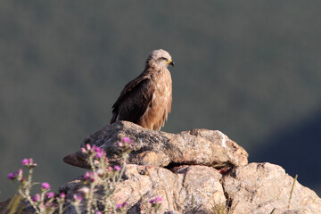 Black kite with the last lights of day