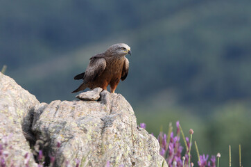 Black Kite at first morning lights on a cold winter day