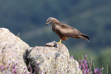 Black kite early morning among purple flowers, Milvus migrans