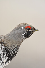 A Spruce Grouse wanders through the Alaskan forest.